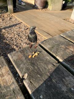 ... and birdie refreshments
